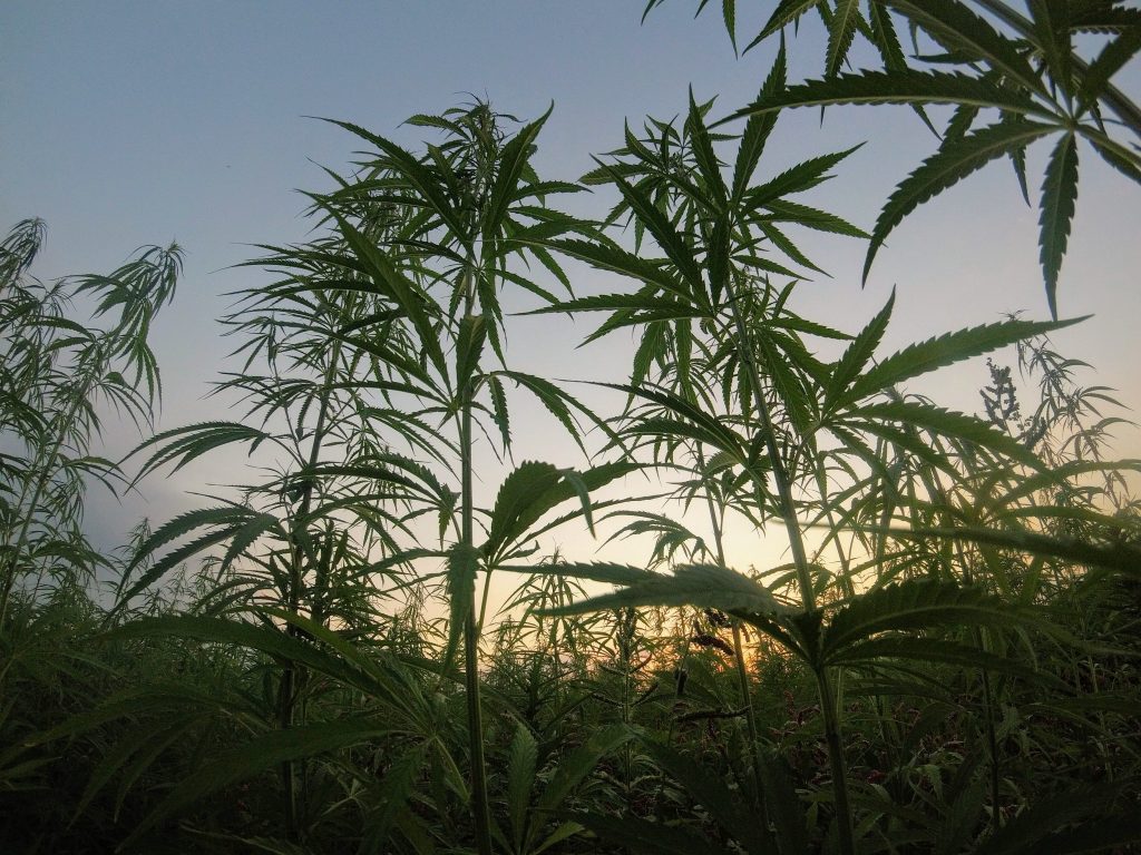 leasing to marijuana growers